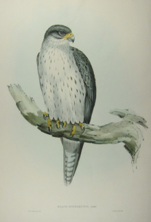 John Gould Birds of Australia